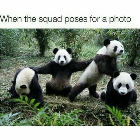 meme-panda-squad