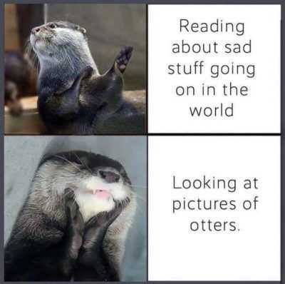 meme-readng-otter