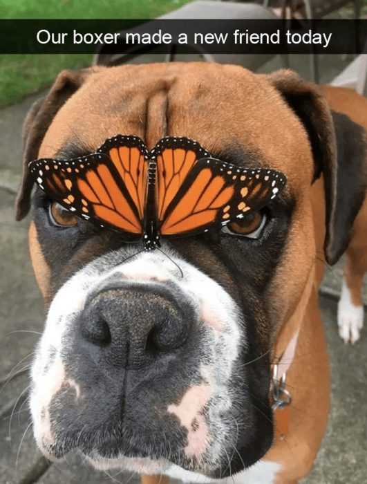 snap dog butterfly