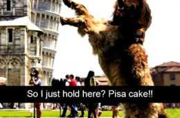 Snap Dog Pisa