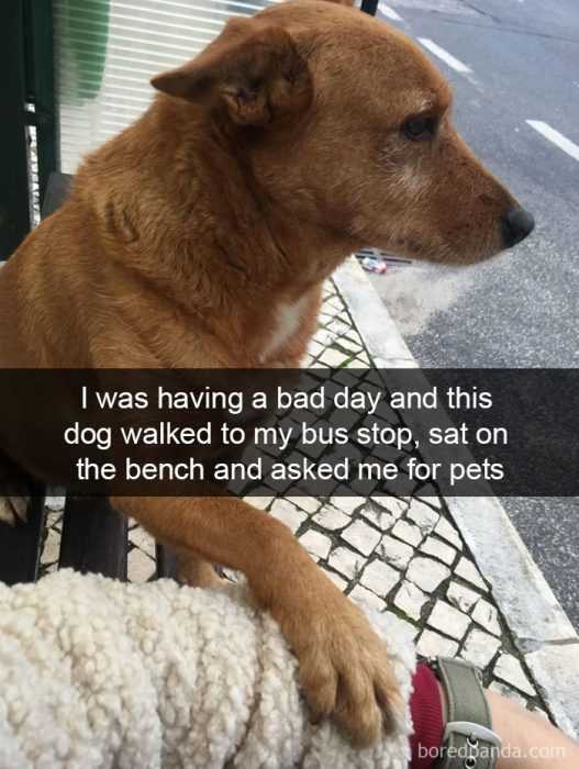 snap stopped dog pets