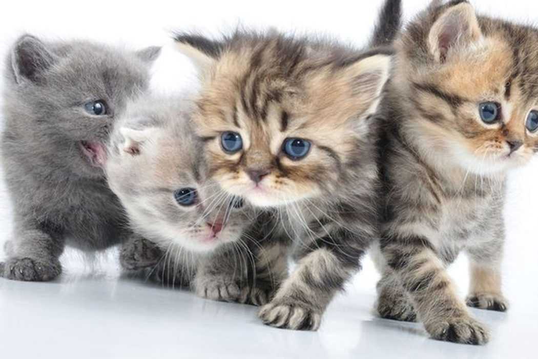 21 Adorable Cat Photos and Kitten Photos Because Furry ...