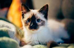 Adorable Simese