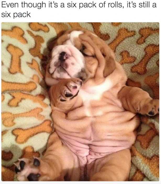 picture of a cute dog showing lots of extra belly skin