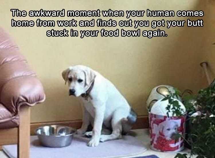 cute picture of a labrador dog looking very embarrassed because his butt is stuck in his food bowl