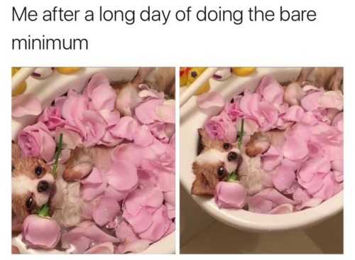 cute pug lying in the sink full of pink rose petals