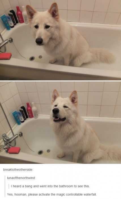 cute dog sitting in the bath tub begging for water to be turned on
