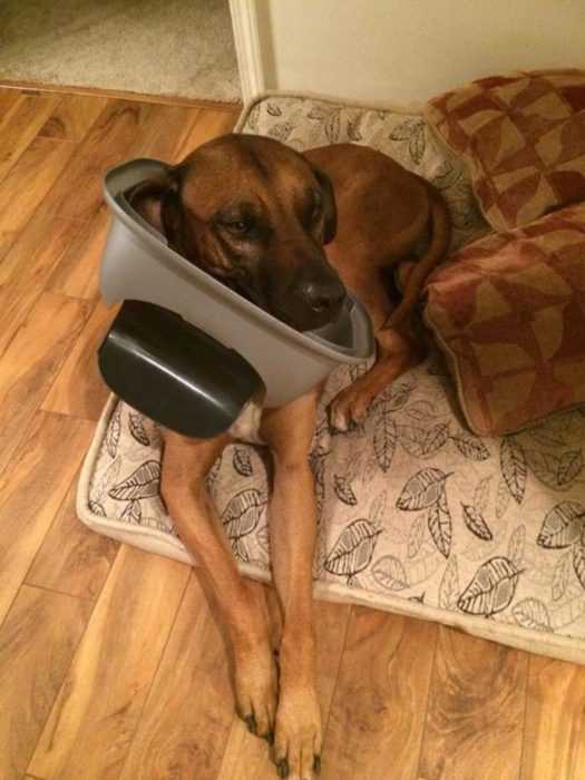 dog-busted-trash-can A funny dog lying on a dog bed with his front paws through the lid of a trash can