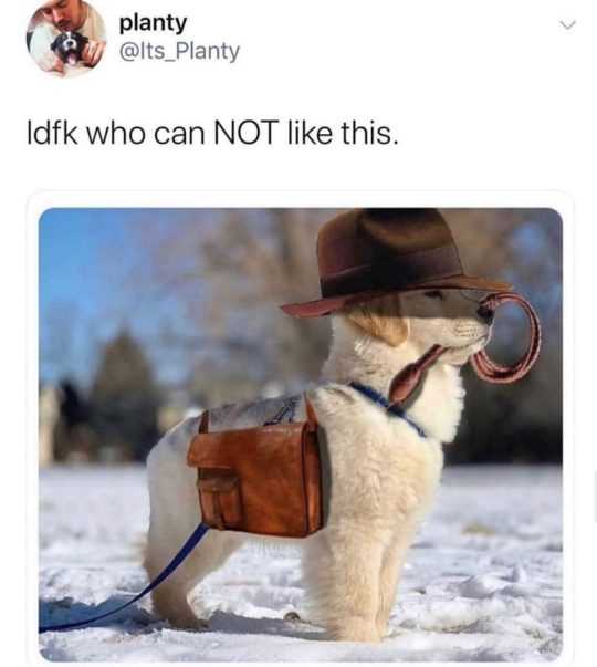 cute picture of a cute dog wearing a briefcase and top hat in the snow