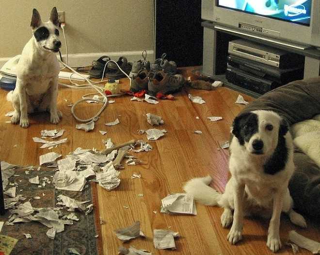 dog-caught-chewing one dog looking happy while the other looks ashamed next to some torn newspaper strewn all over the floor