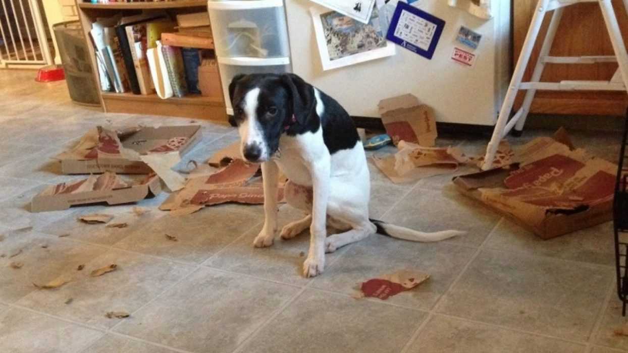 dog-caught-kitchen a dog sitting with head down next to some ripped up pizza boxes