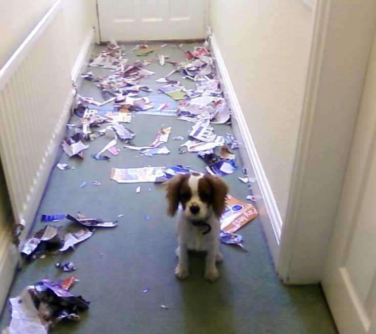dog-chewed-it-up small dog standing in a hallway with ripped up paper strewn over the floor