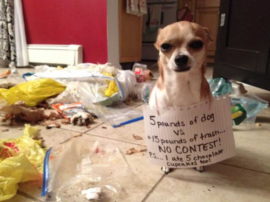 dog-cupcakes A dog sitting on a tile floor wearing a funny dog shaming sign saying he ate 15 pounds of trash