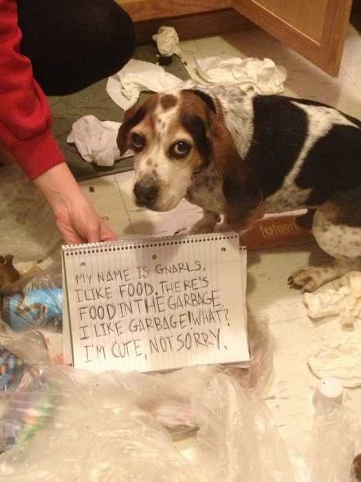 dog-gnarls A dog that is standing in front of a funny dog shaming sign for throwing trash on the floor