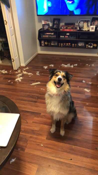 dog-happy-smile A dog sitting on the floor after leaving behind a mess