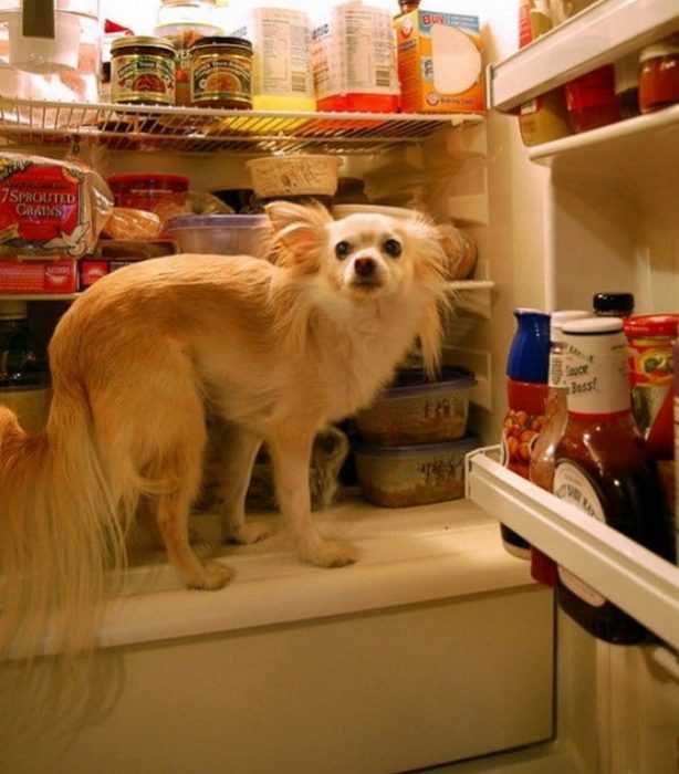 dog-in-fridge A dog with a funny expression standing on a shelf of an open refrigerator