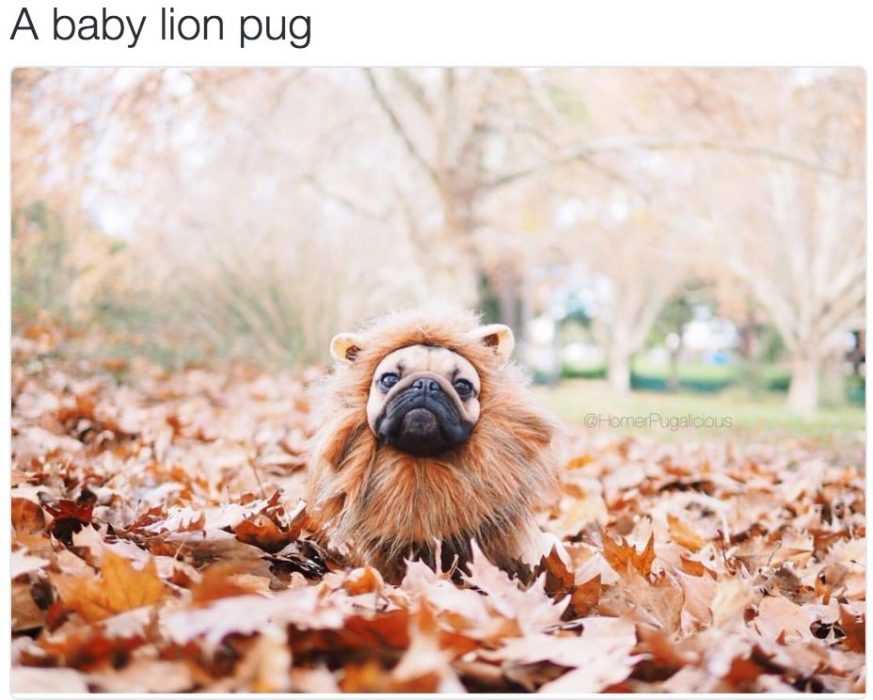 cute baby pug dressed up as a lion