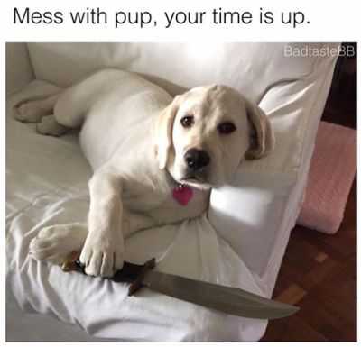 beige labrador dog sitting on sofa with one paw on a small sword