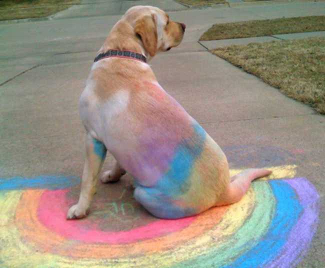 dog-rainbow-dog A dog with chalk colors on its back after lying on the sidewalk with a rainbow painted with chalk