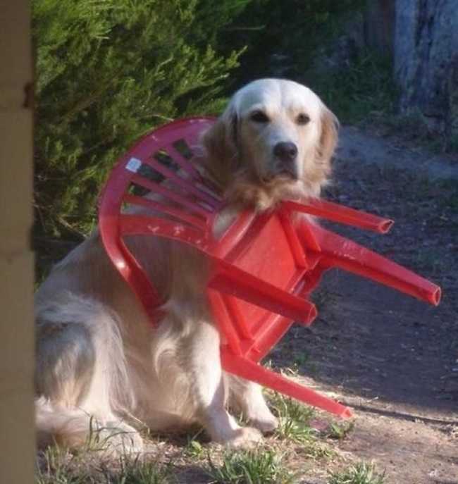 dog-red-chai A funny golden retriever with his head and front paw through the arm of a plastic lawn chair