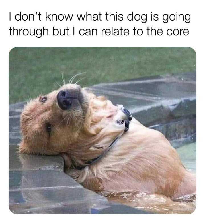 cute picture of a dog lying with his head resting on the ledge of a pool with a depressed expression