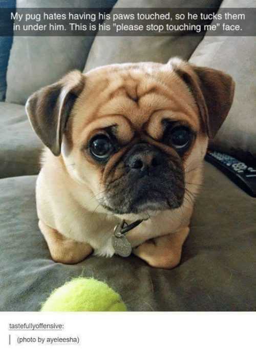 cute pug with all limbs tucked under body while lying on sofa