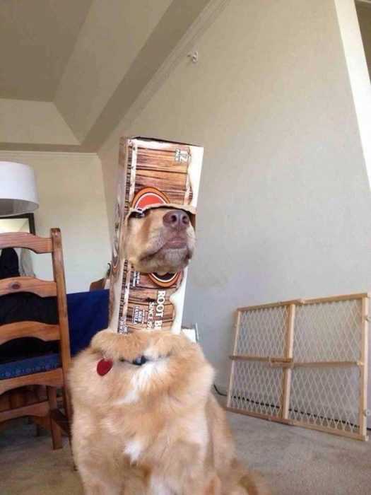 cute picture of a retriever dog wearing a cardboard box over his head