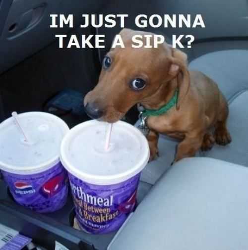 cute picture of a dog sipping on a soft drink in the front seat of a car