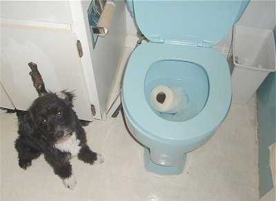 dog-toilet-bowl A funny picture of a dog sitting next to a toilet bowl after he threw a roll of toilet paper into it