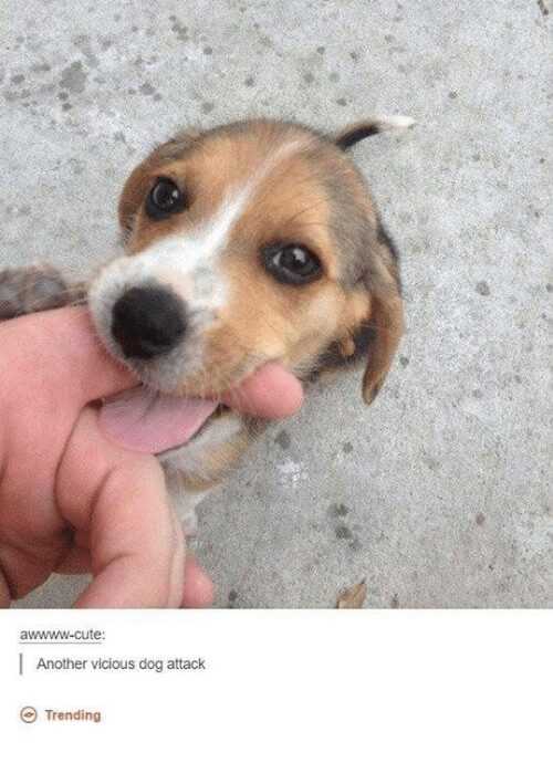 cute beagle puppy attacking its owner's finger with a playful bite