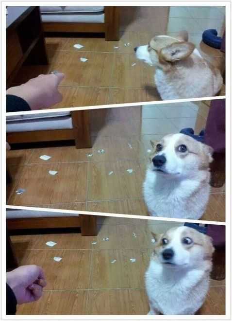dog-what-paper a dog giving a funny side glance to a torn up piece of paper