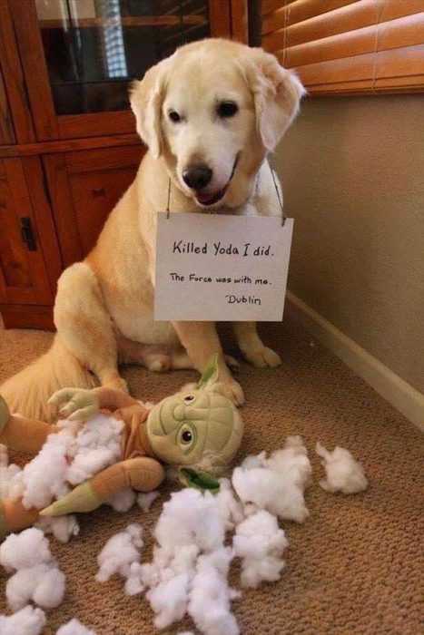 dog-yoda A funny dog looking amused with a yoda stuffed toy he ripped open with all its stuffing on the floor