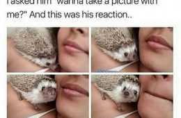 Funny Hedge Picture