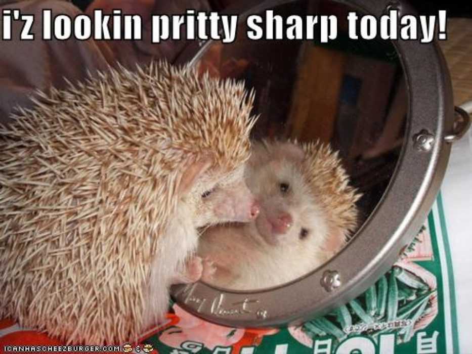 adorable hedgehog standing in front of a mirror