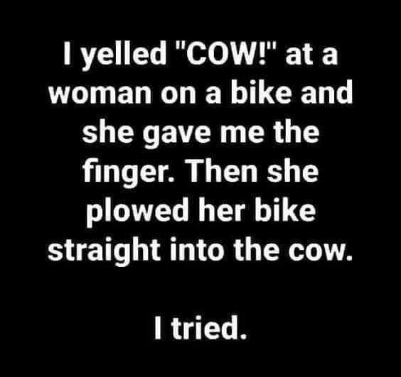 funny yelled cow