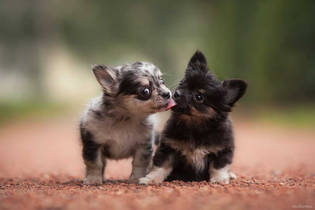 pic tongues puppies