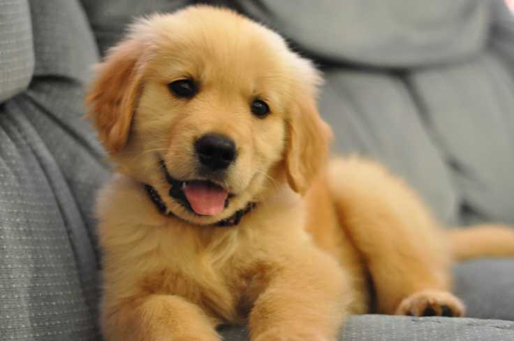 puppy golden
