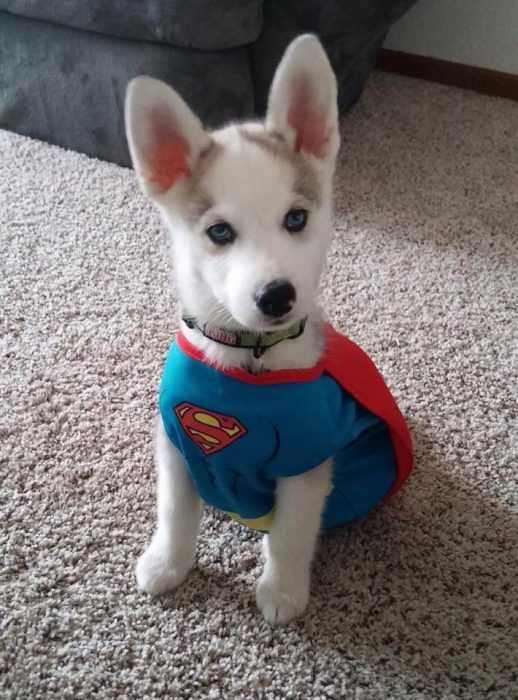 puppy superman
