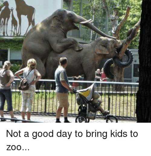Zoo-good-day-for-kids Funny Animal Memes elephants doing the deed