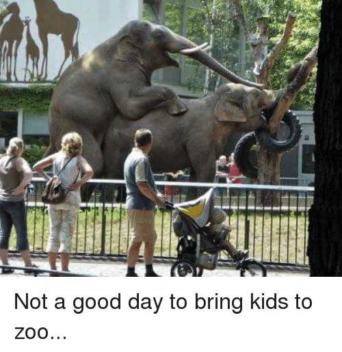 Funny Animal Memes elephants doing the deed