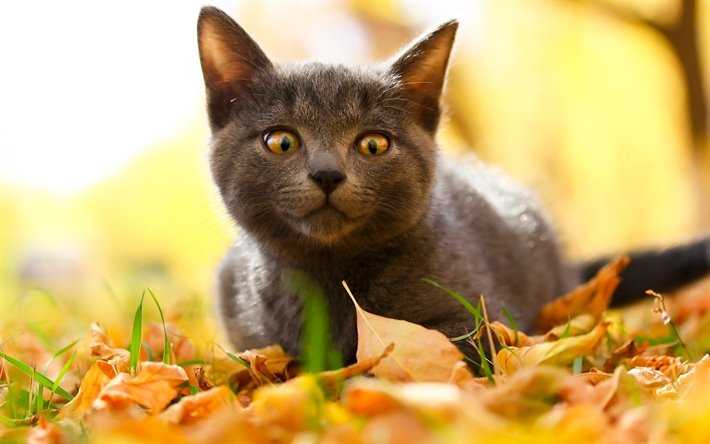 Funny fall animal images  cat stalking a leaf