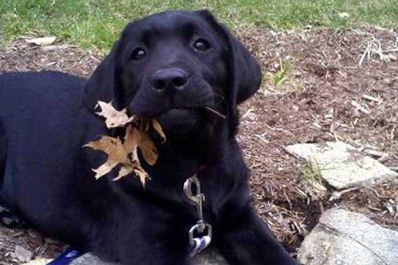 Funny fall animal memes  nothing says disappointment like this black lab