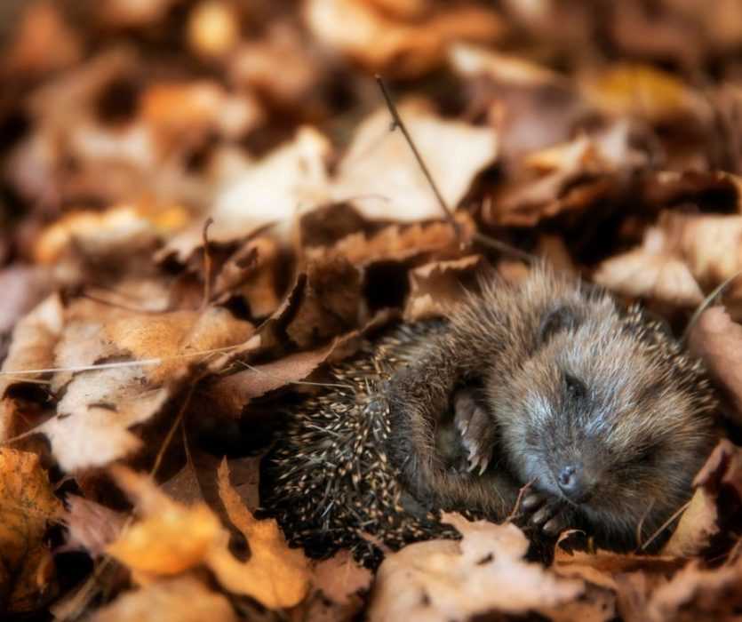 Cute fall animal images  hedgehog curled up in leaves