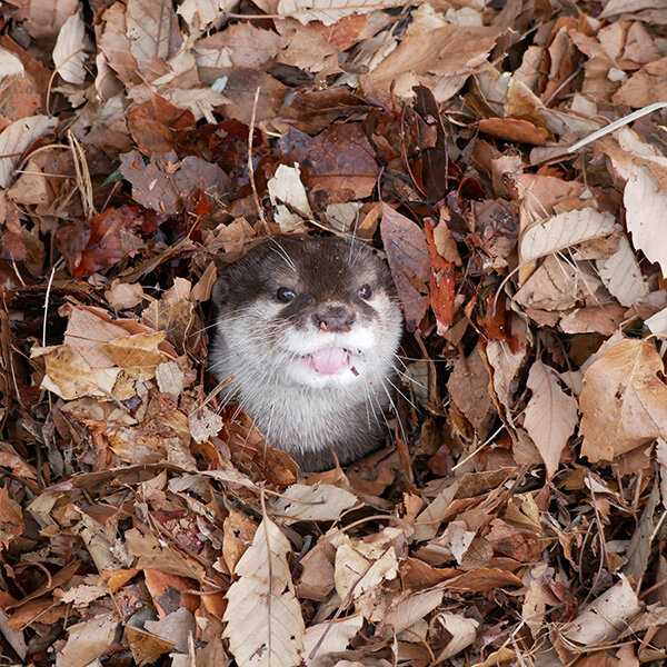 Cute fall animal pics  otter in leaf pile