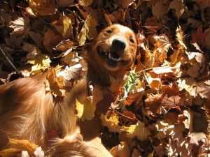 funny fall animal pictures  retriever lying in pile of leave feeling satisfied
