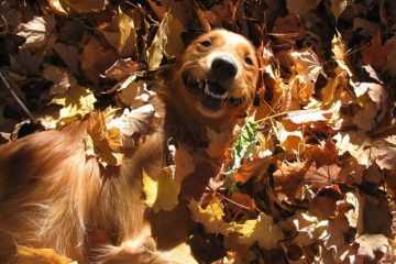 Funny Fall Animal Pictures  Retriever Lying In Pile Of Leave Feeling Satisfied