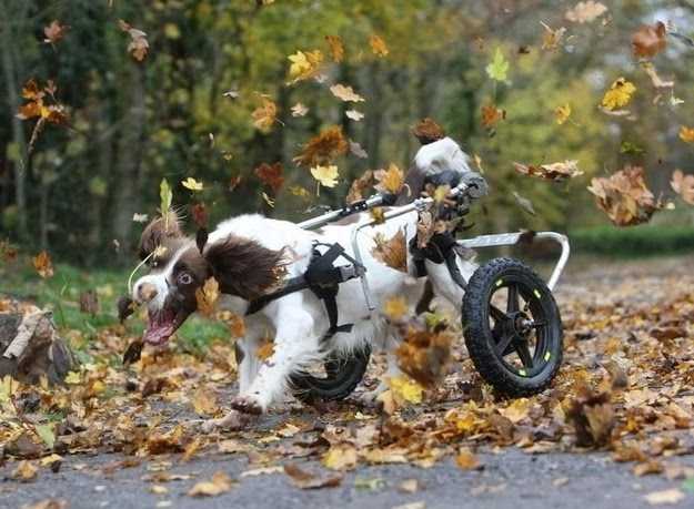 Funny fall animal memes  dog attacking falling leaves