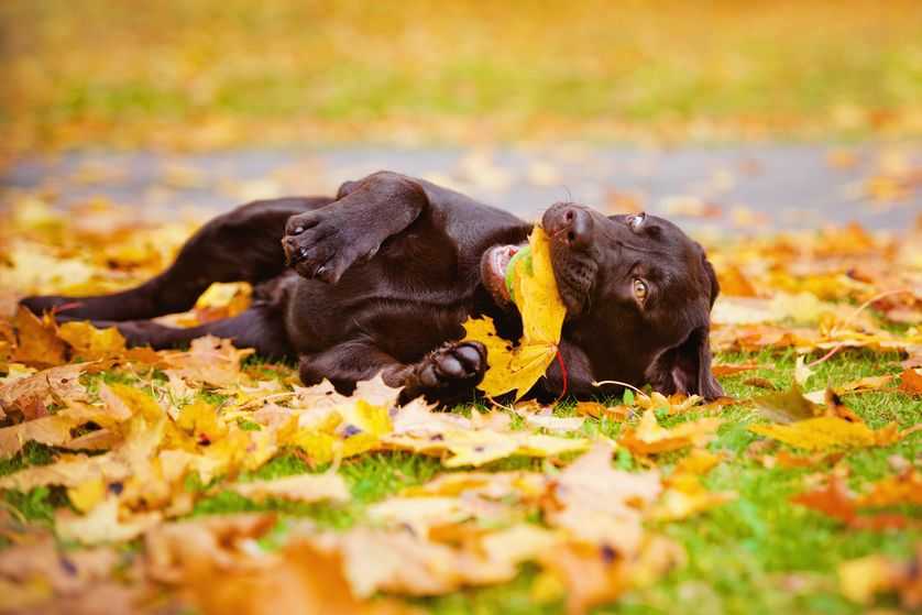 Funny fall animal images  chocolate brown lab catching ball and leaf
