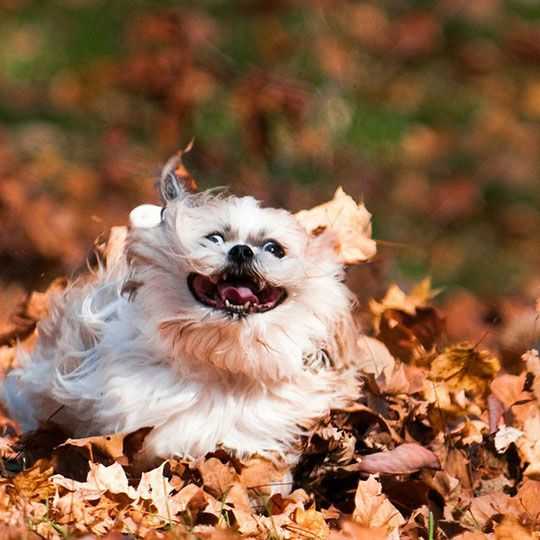Cute fall animal images  picture definition of excitement