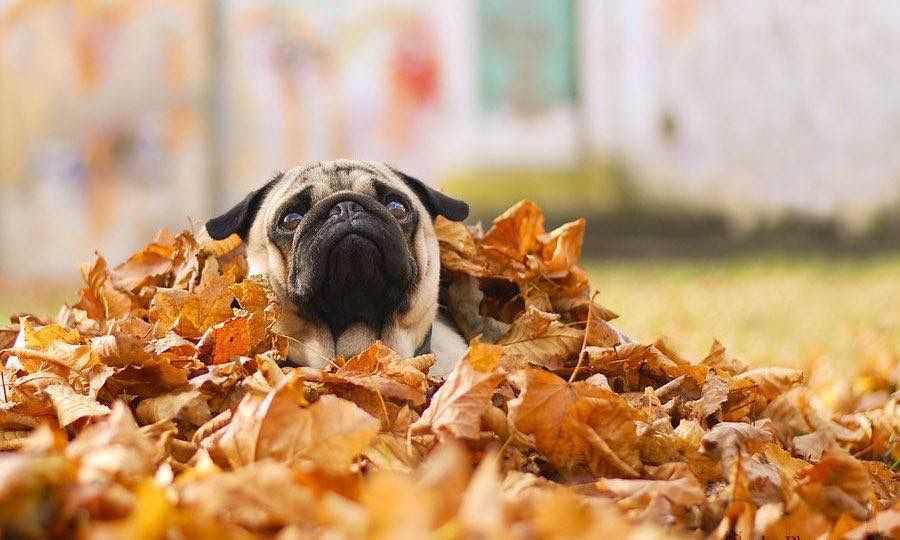 Cute fall animals wallpaper  leaf diving dog